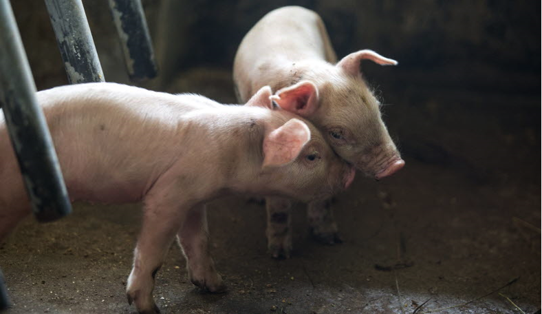 FAO își unește forțele cu autoritățile Republicii Moldova împotriva pestei porcine africane